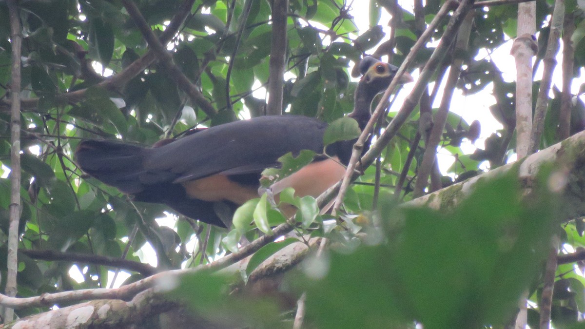 Talégalo Maleo - ML112064821