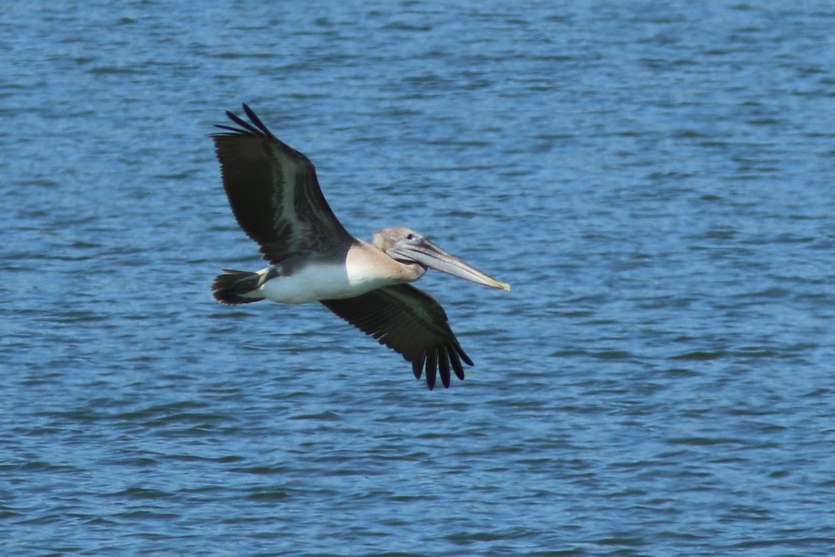 Brown Pelican - ML112065281