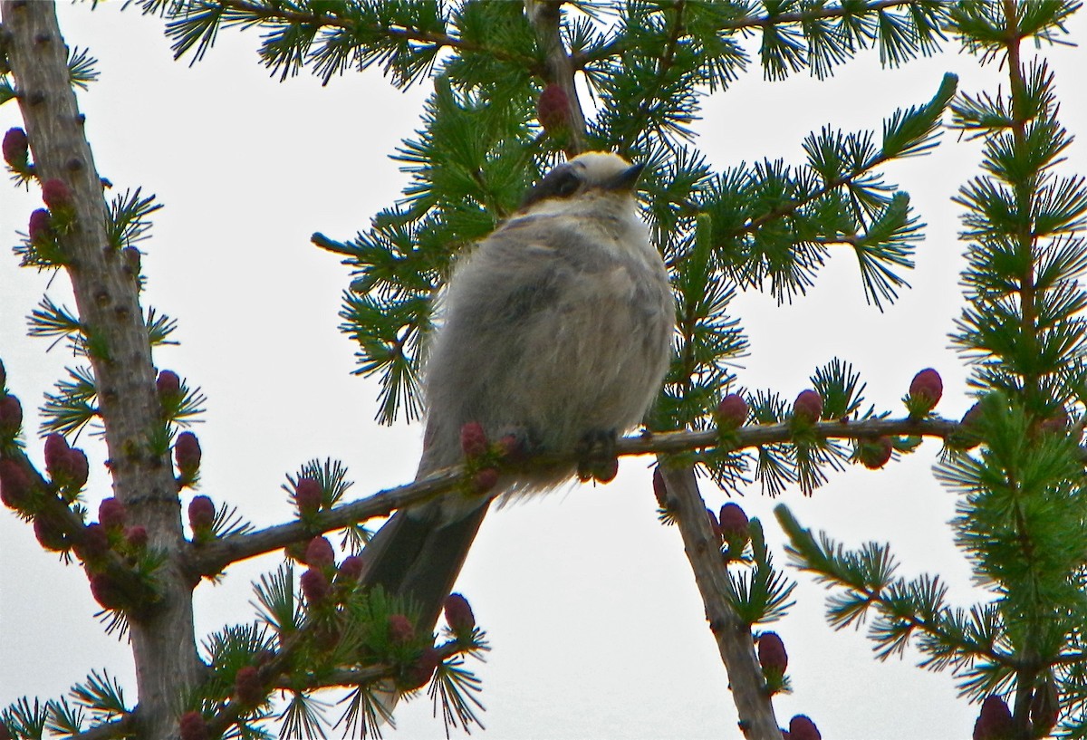 Canada Jay - ML112065761