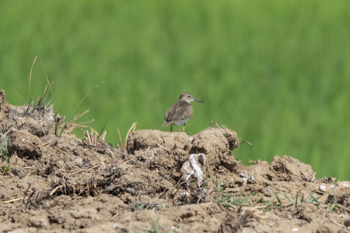 Common Sandpiper - ML112065781