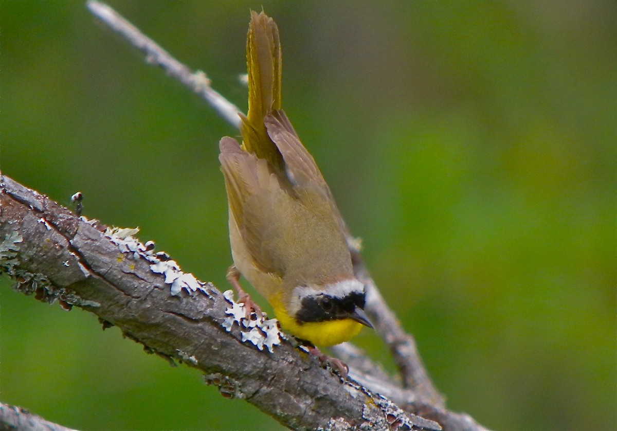 Common Yellowthroat - ML112065801