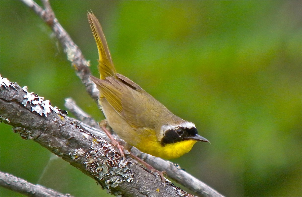 Common Yellowthroat - ML112065811