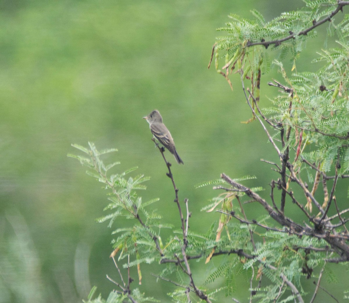 Northern Beardless-Tyrannulet - ML112065841