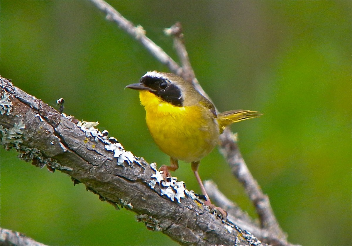 Common Yellowthroat - ML112065871