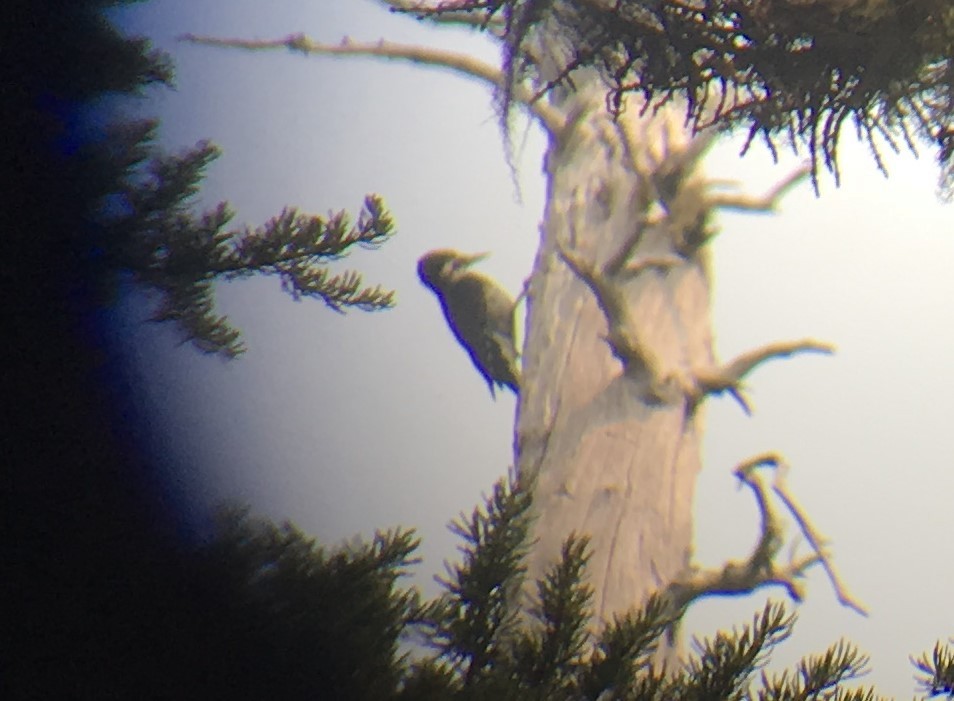 Black-backed Woodpecker - ML112066271