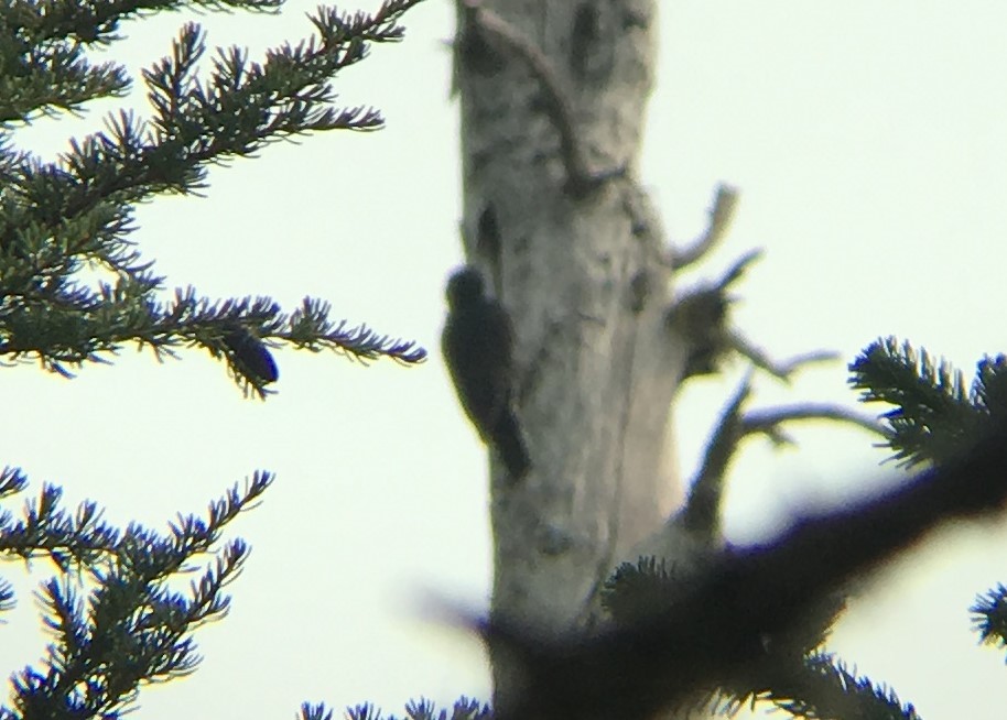 Black-backed Woodpecker - Bert Harris