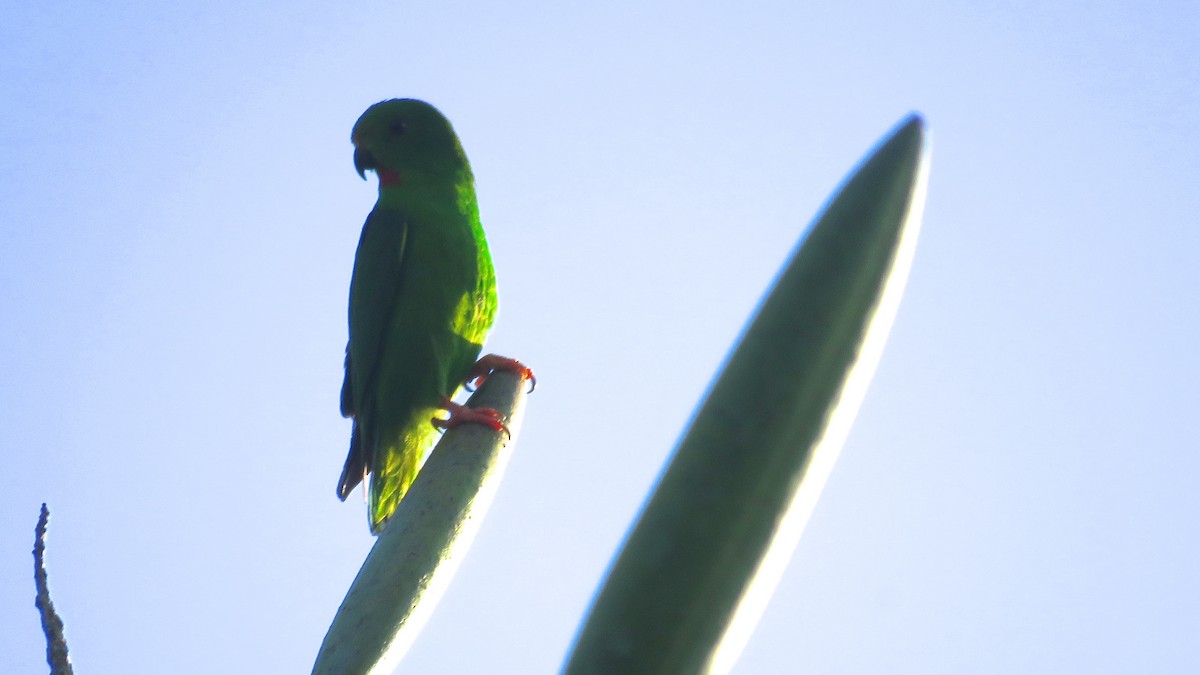 Sulawesi Hanging-Parrot - Tim Forrester