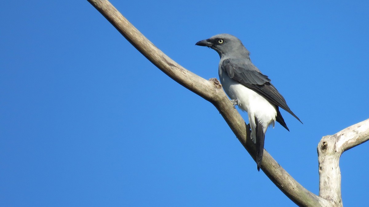 White-rumped Cuckooshrike - ML112067331