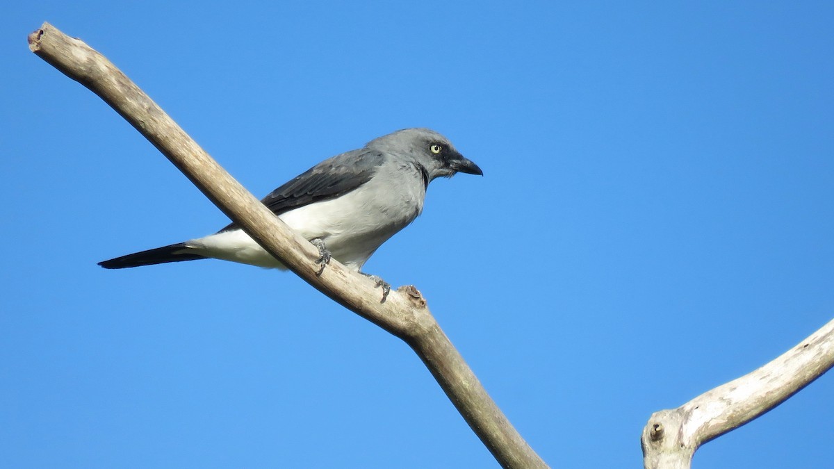 White-rumped Cuckooshrike - ML112067341