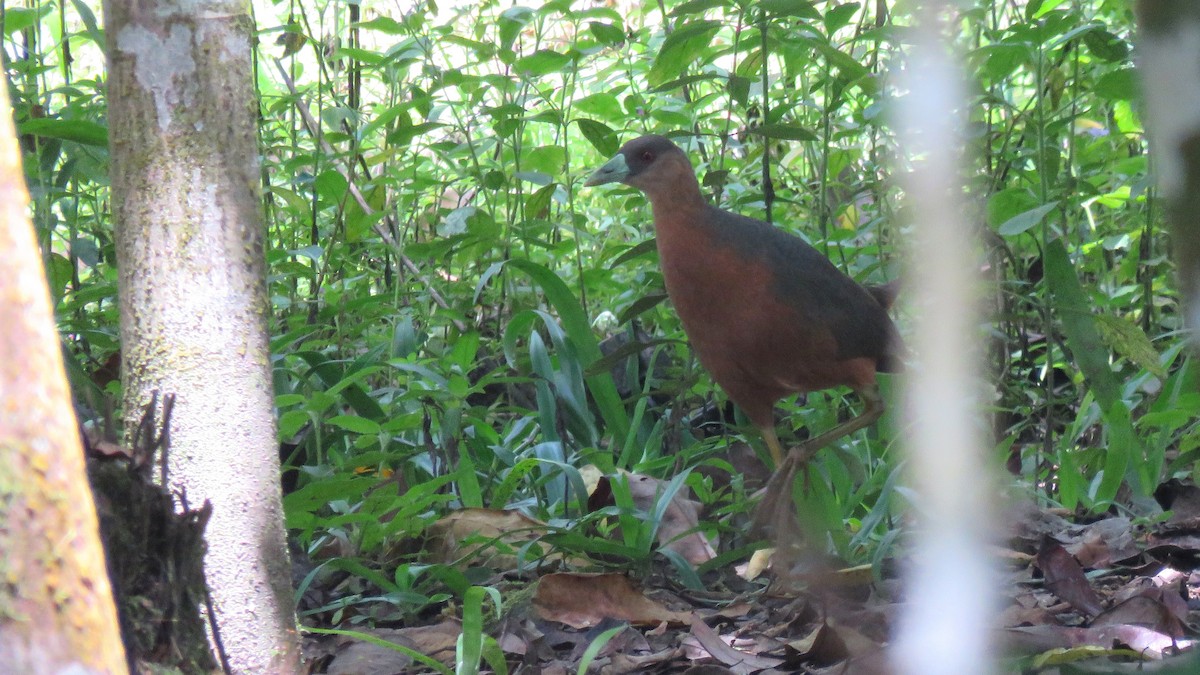 Isabelline Bush-hen - ML112068081