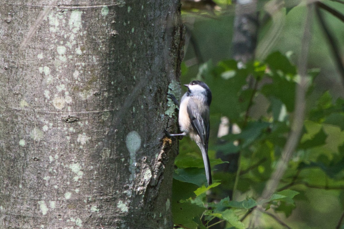 Black-capped Chickadee - Don Desio