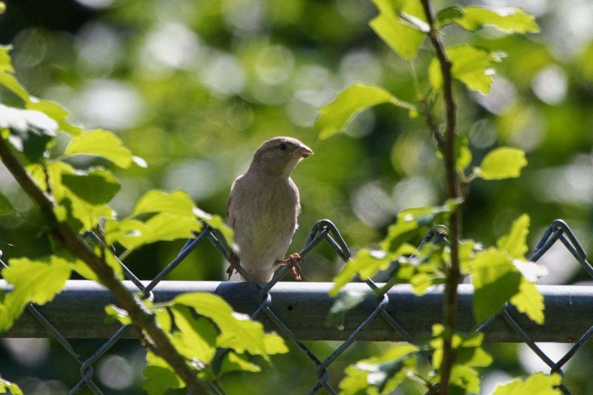 House Sparrow - ML112070241