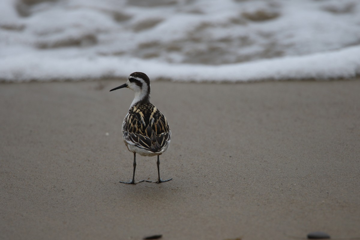 Нарийн сэлээхэй - ML112072171