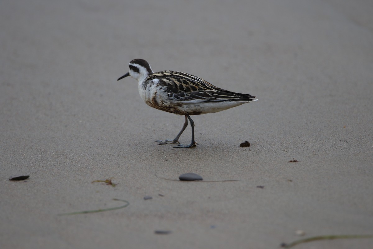 Нарийн сэлээхэй - ML112072191