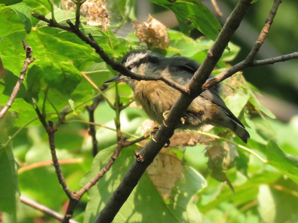 Red-breasted Nuthatch - George Levtchouk