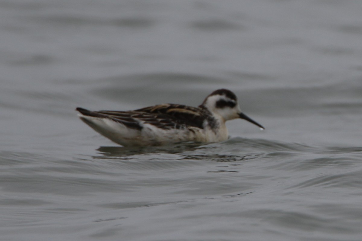 Нарийн сэлээхэй - ML112072291