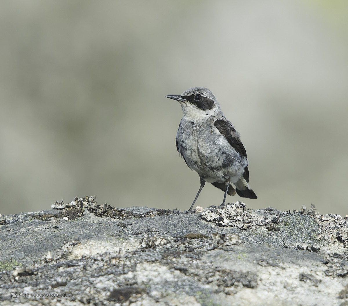 Northern Wheatear - ML112073211