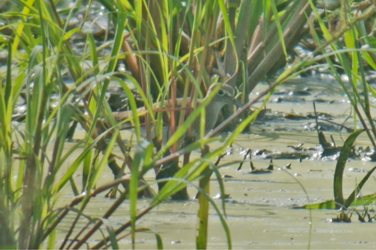 Solitary Sandpiper - ML112074051