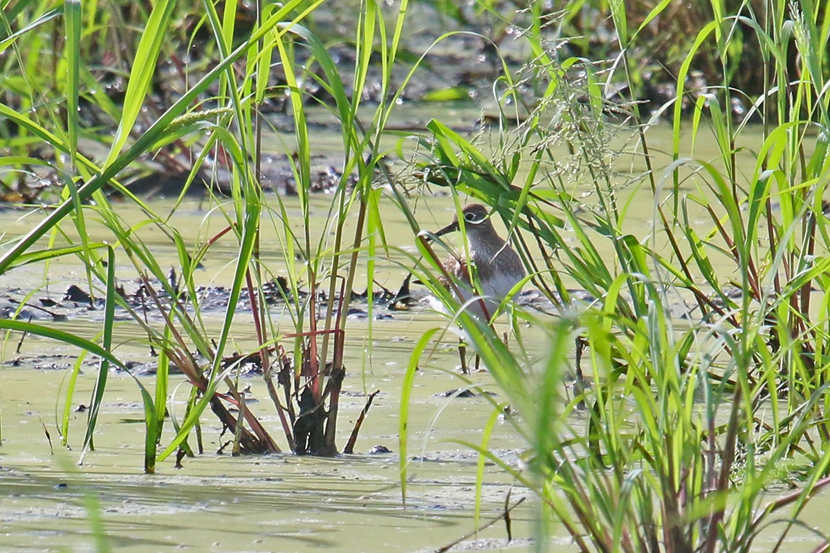 Solitary Sandpiper - ML112074071