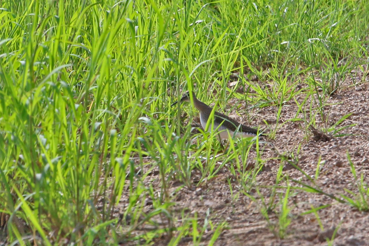 Solitary Sandpiper - ML112074081