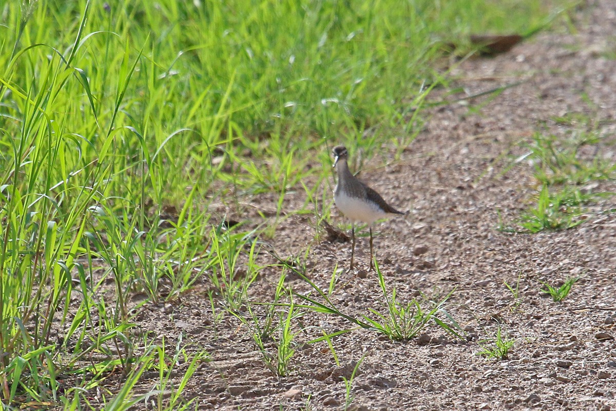 Solitary Sandpiper - ML112074091