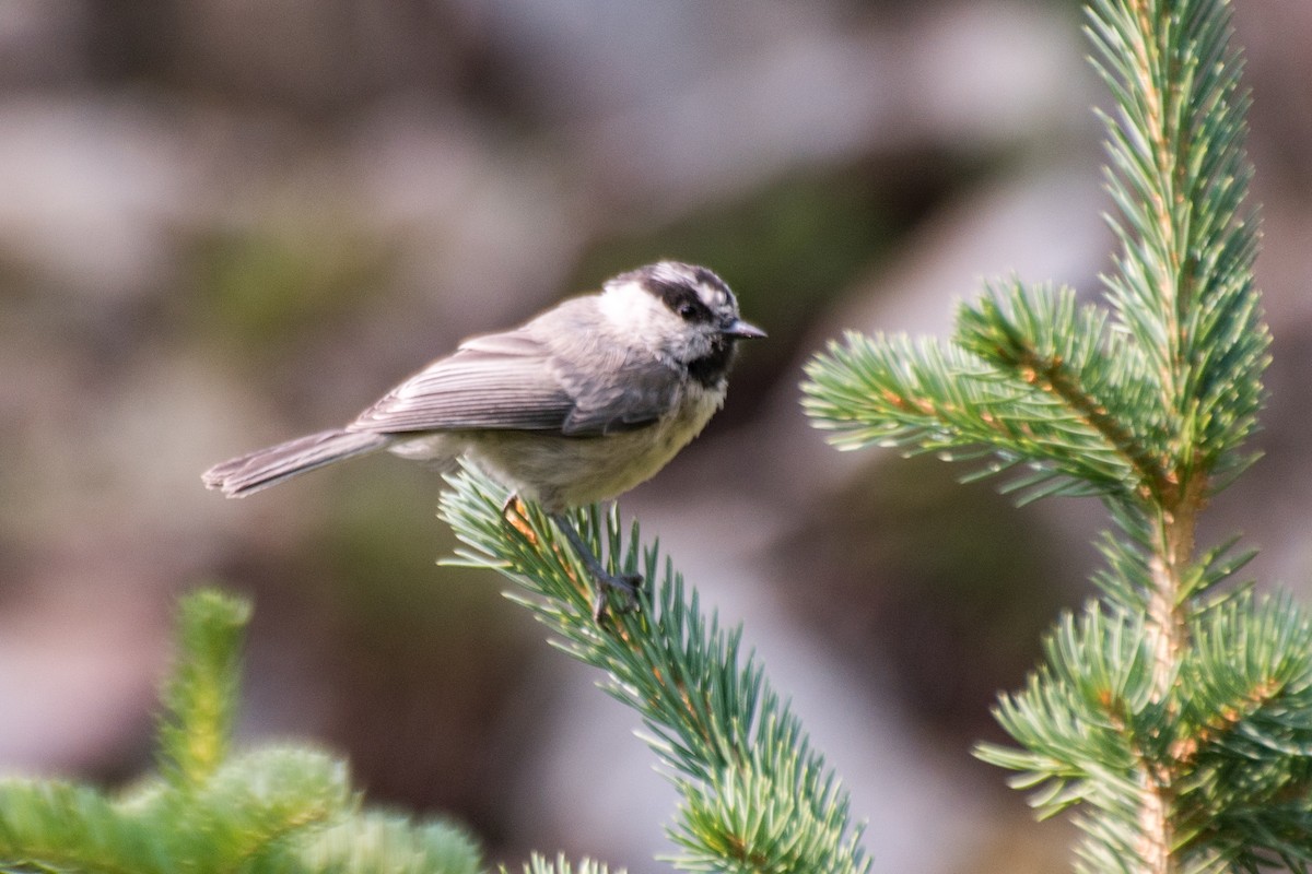 Mountain Chickadee - ML112075961