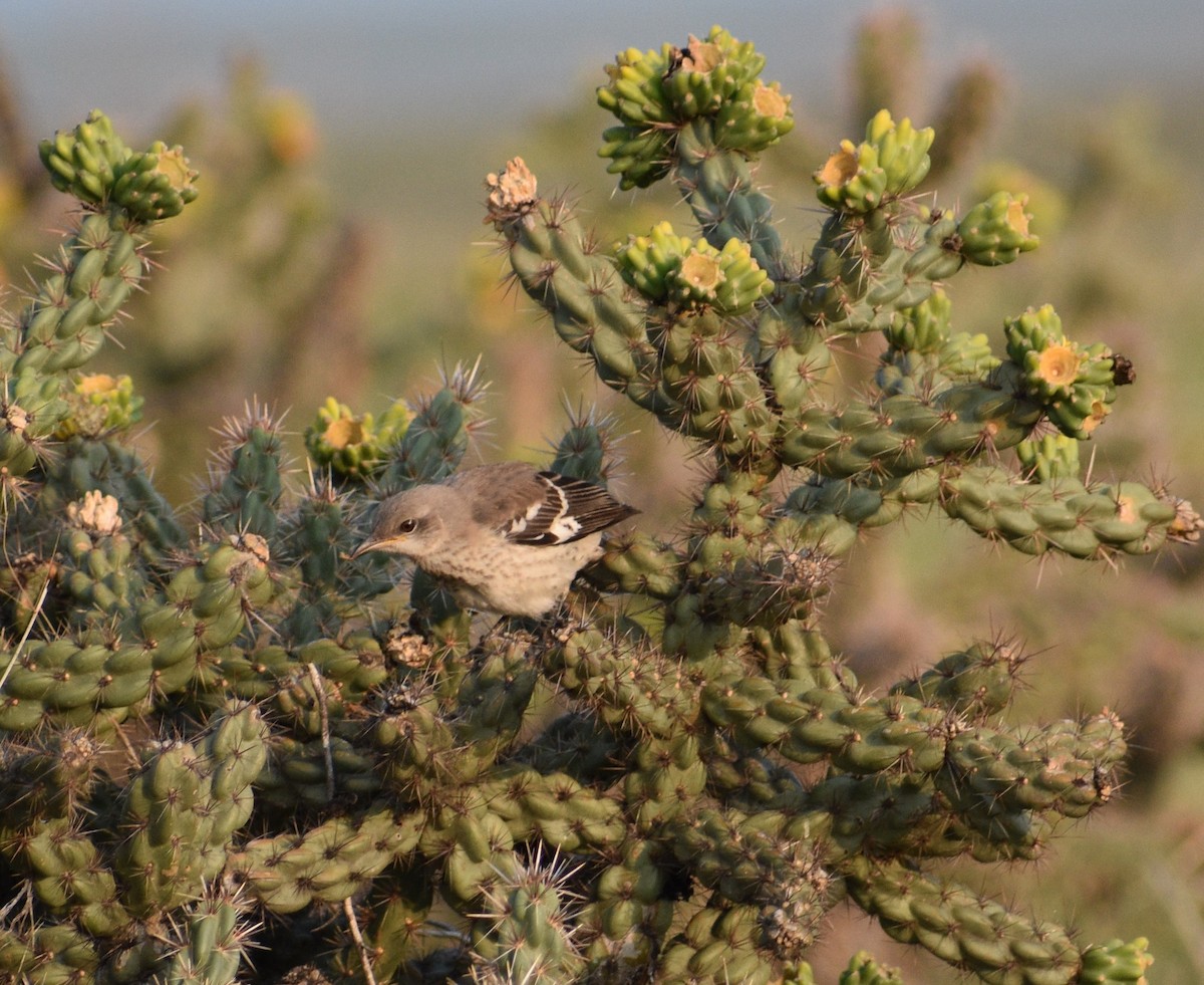 Northern Mockingbird - ML112076011