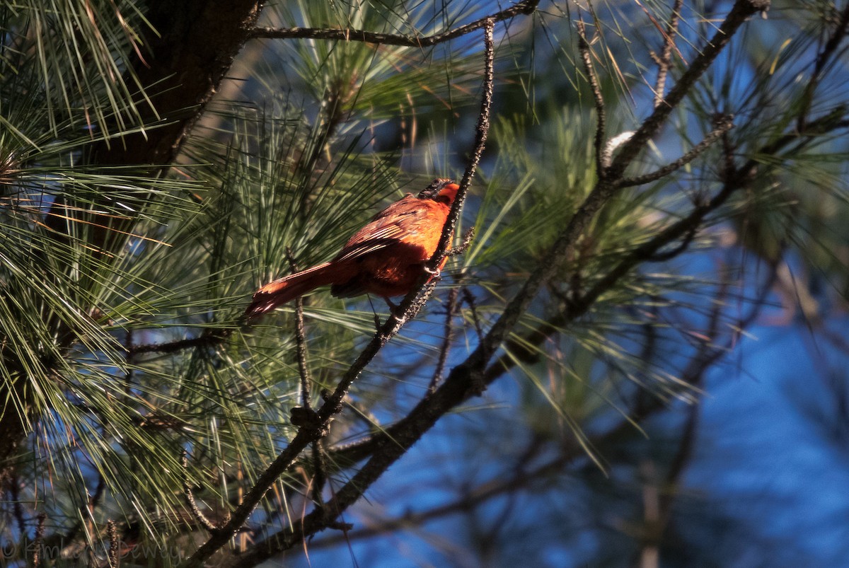 Northern Cardinal - ML112076901