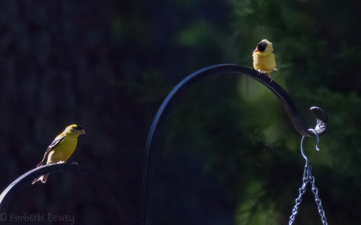 American Goldfinch - ML112077131