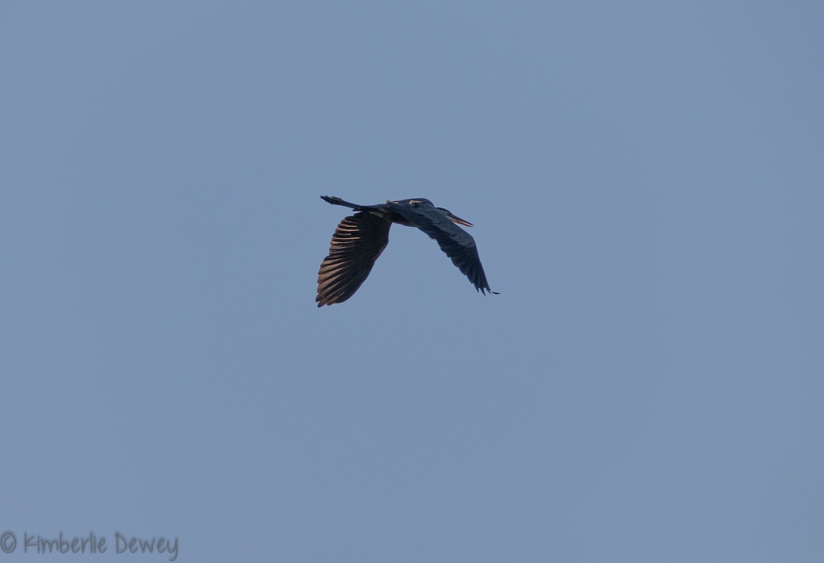 Great Blue Heron - ML112077141