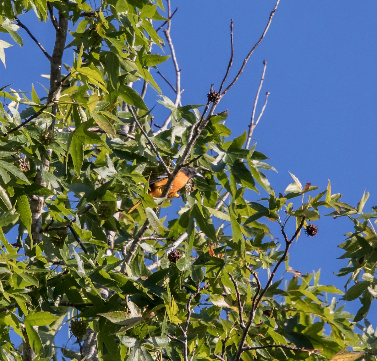 Baltimore Oriole - ML112077211
