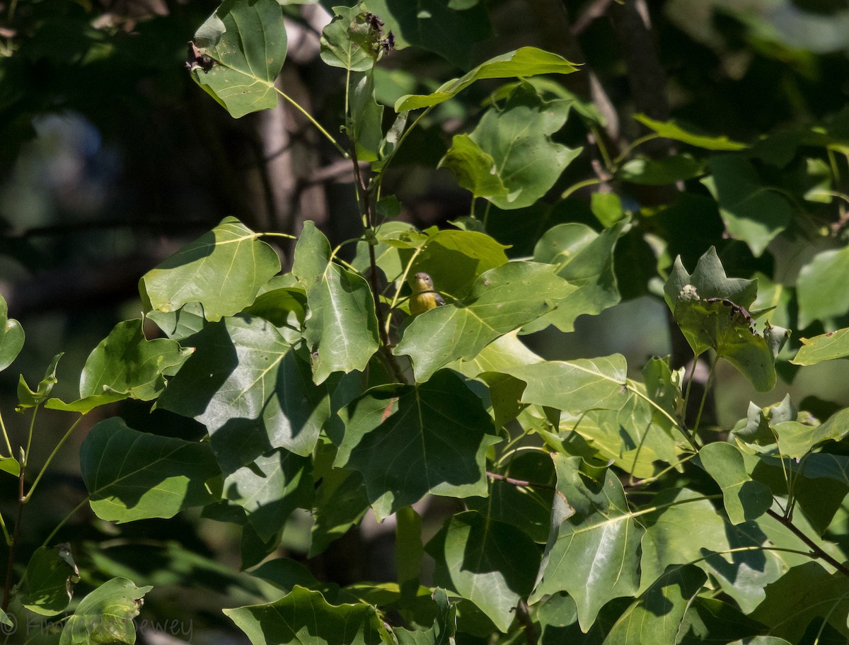 Northern Parula - ML112077341