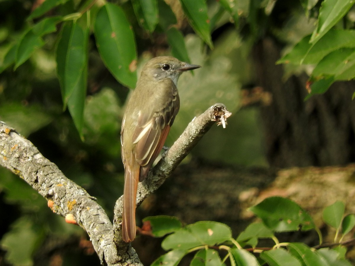 Great Crested Flycatcher - ML112077361