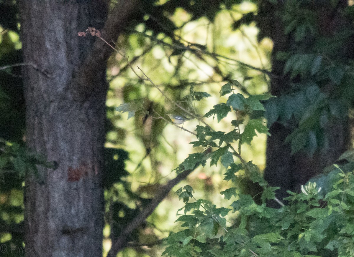 Northern Parula - ML112077391