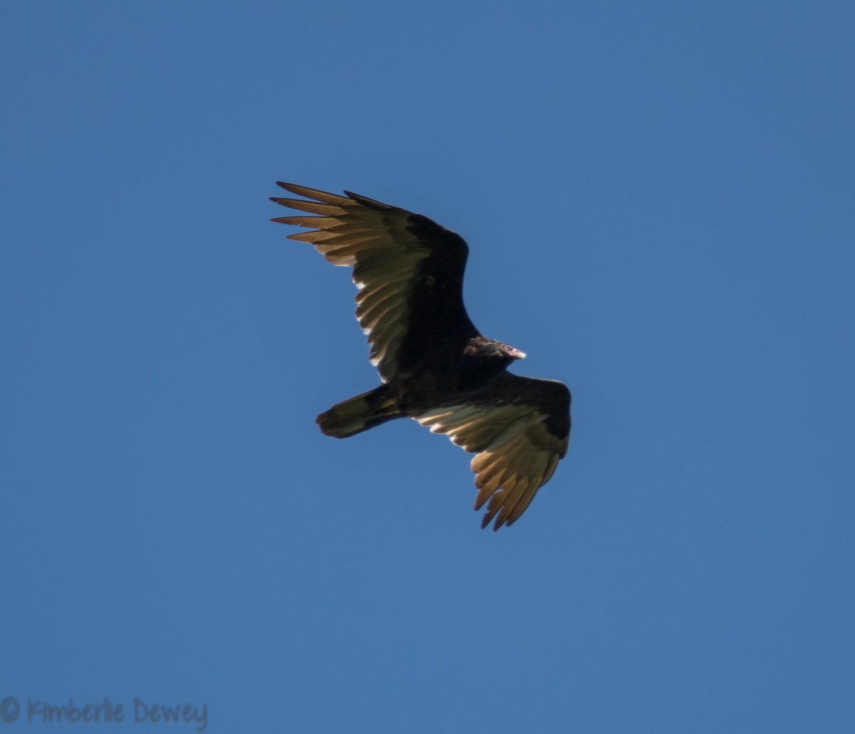 Turkey Vulture - ML112077481