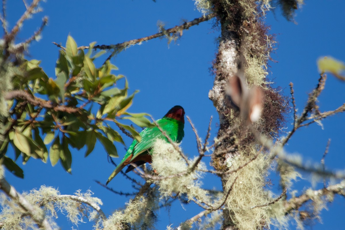 Grass-green Tanager - Will Sweet