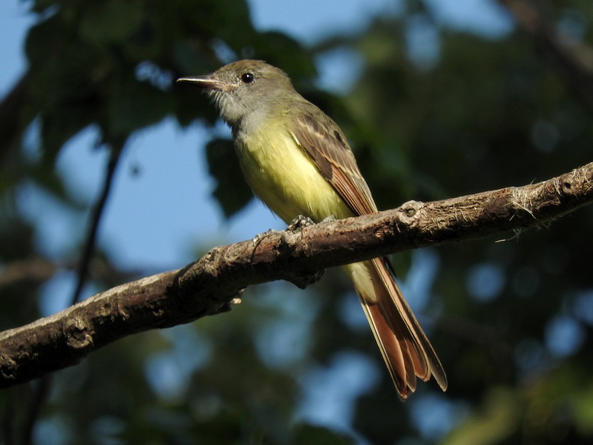 Great Crested Flycatcher - ML112078681