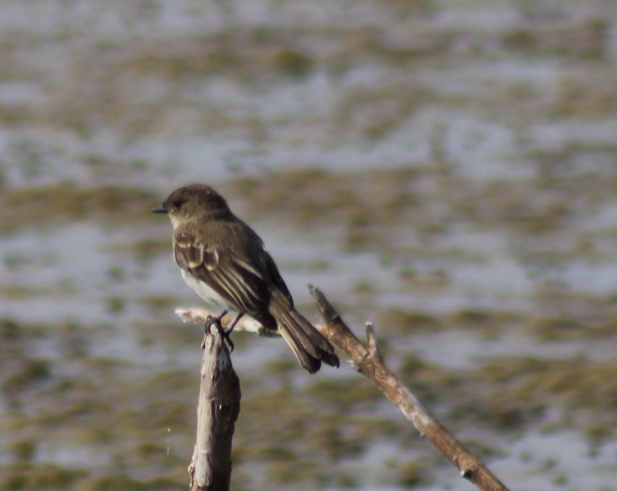 Eastern Phoebe - ML112078721