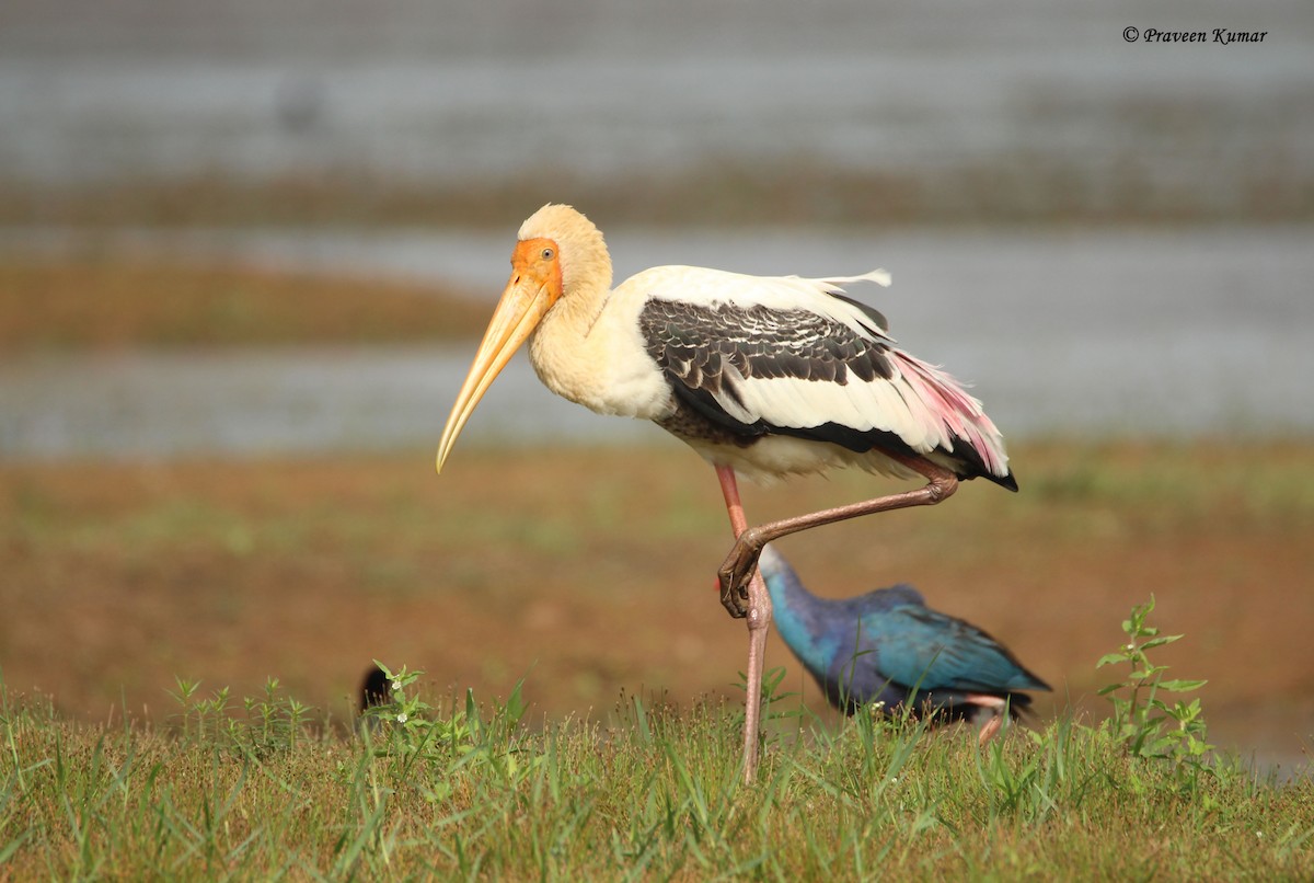 Painted Stork - ML112080291