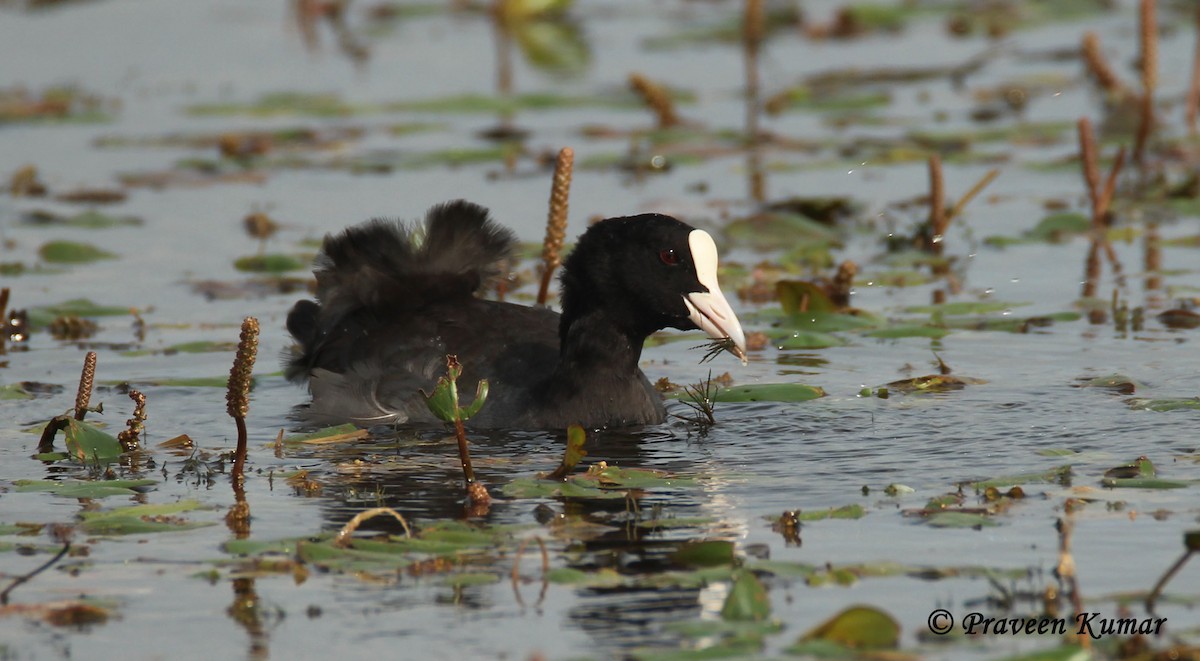 Eurasian Coot - ML112080331