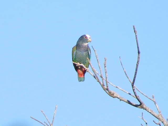 White-crowned Parrot - Mike Cowlard