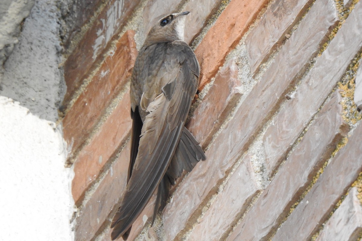 Pallid Swift - ML112081871