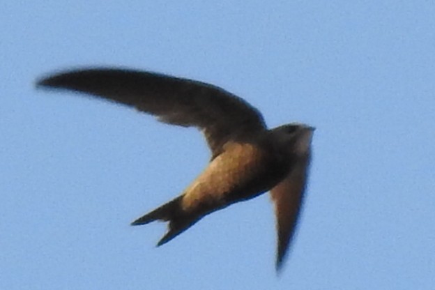 Pallid Swift - ML112082101