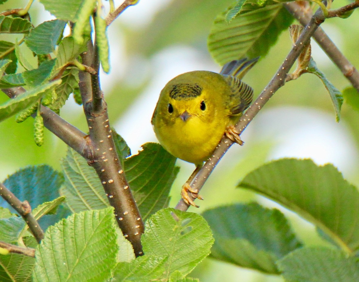 Wilson's Warbler - john tuach
