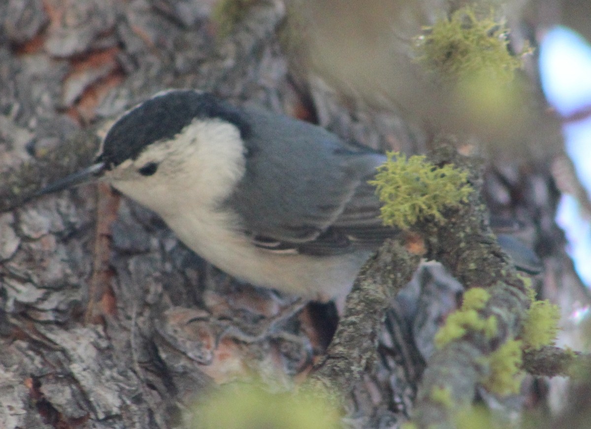 White-breasted Nuthatch - Tim Teal