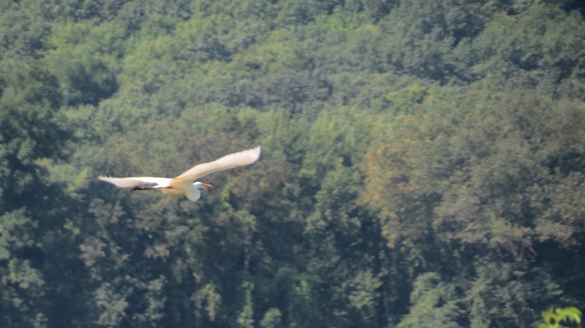 Great Egret - Peter Gagarin