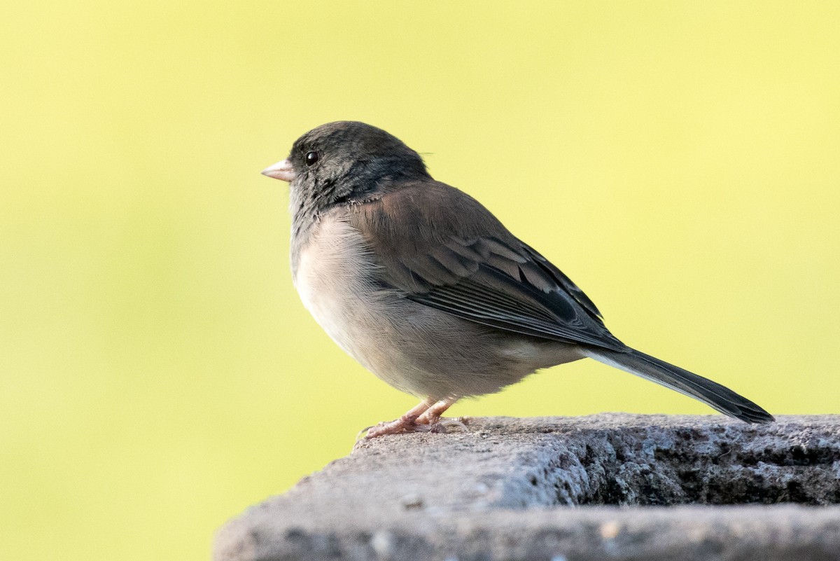 Dark-eyed Junco (Oregon) - ML112089211