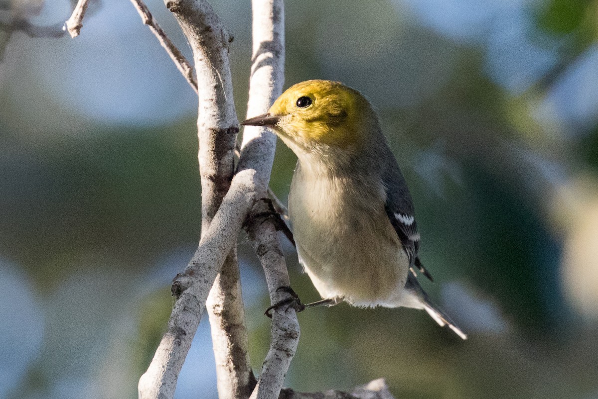 Hermit Warbler - Garrett Lau