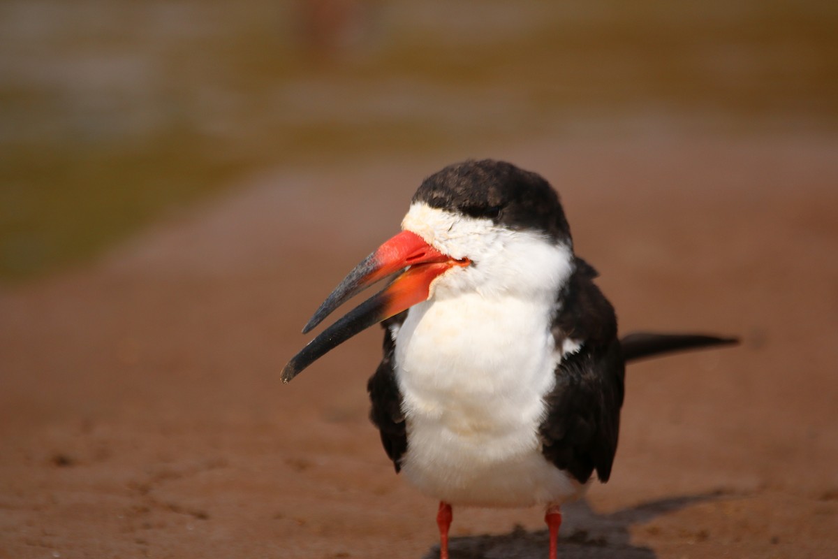 Black Skimmer - ML112089921