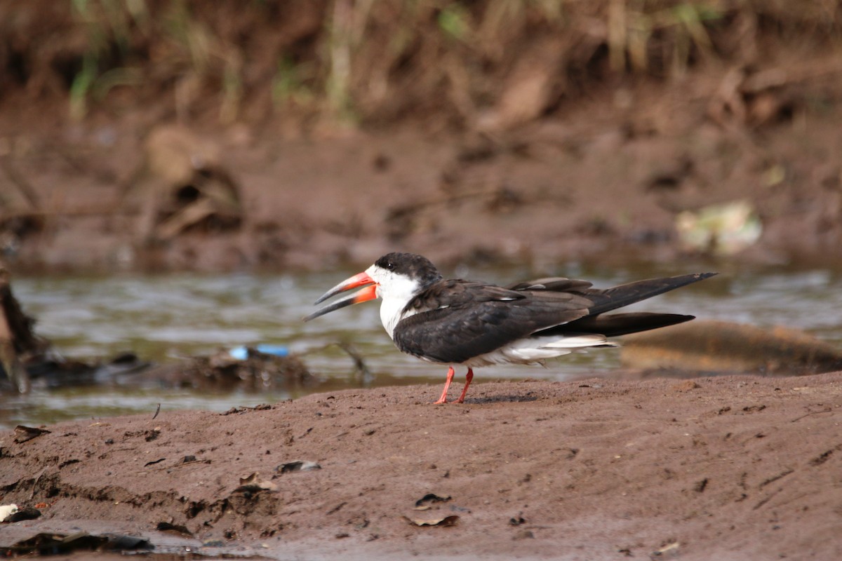 Black Skimmer - ML112089931